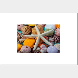 White Starfish On Colorful Seashells Posters and Art